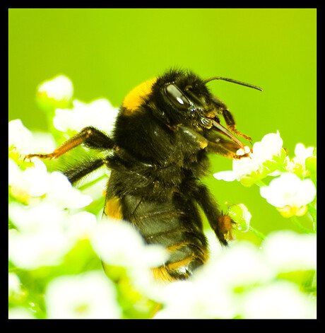 nog een hommel....