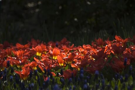 In de keukenhof