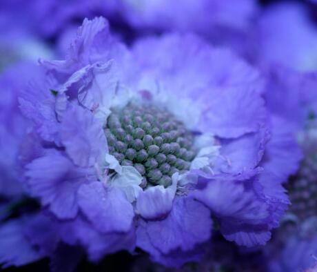 scabiosa