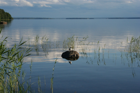 zweedse vögel