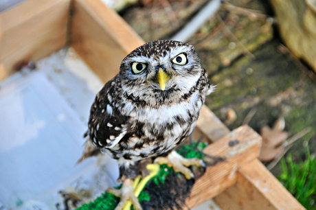 Bezoek Roofvogelhof te Herselt