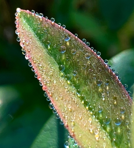 Meerdere kleine ronde regendruppels op een blad