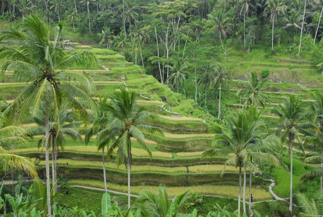 Rijstvelden op Bali