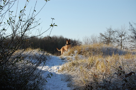 Kyra in een winters Zeeland