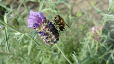 lavendel krijgt bezoek