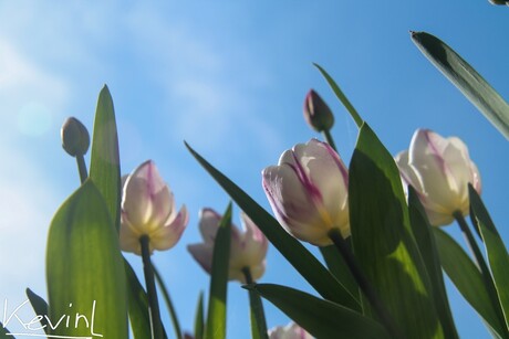 Tulpen in de zon