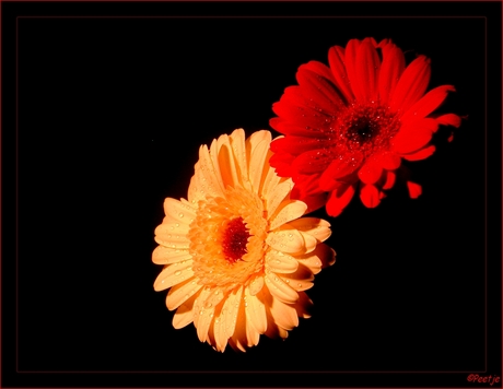 Gerbera