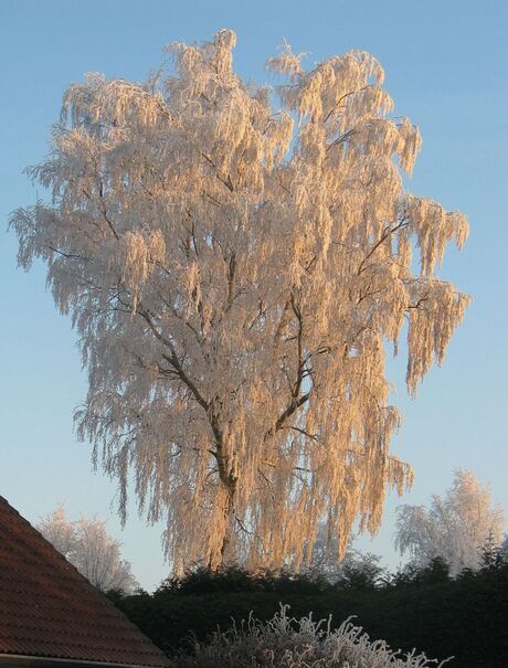 zon gerijpt