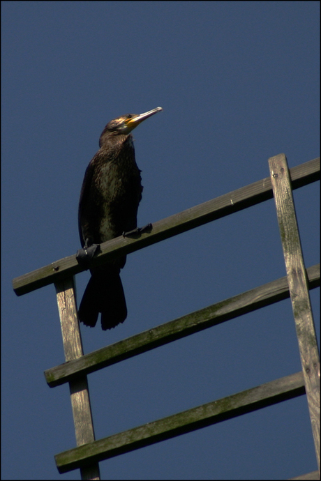 Aalscholver op molenwiek