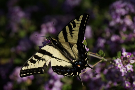 Mariposa