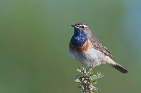 Blauwborst