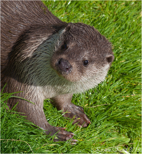 otter 3.jpg