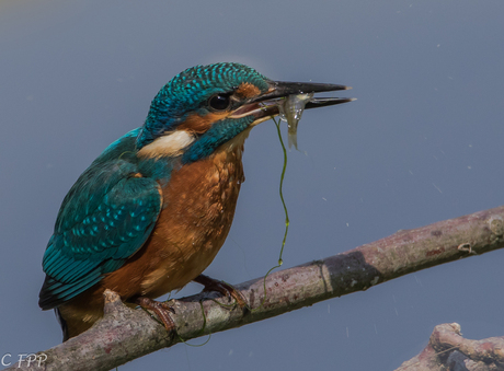 Ijsvogel met maaltijd
