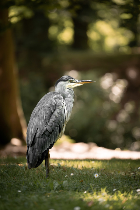 Reiger