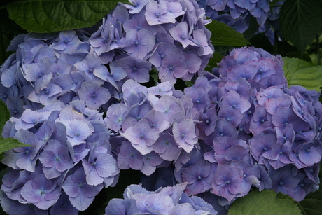 Hortensia