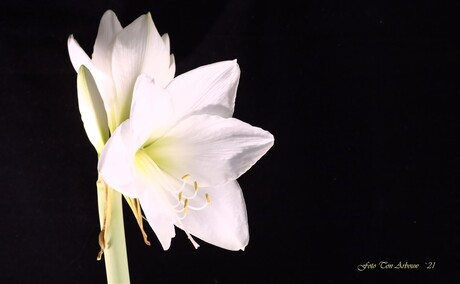 Amaryllis