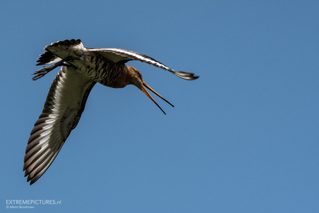 Grutto in de vlucht