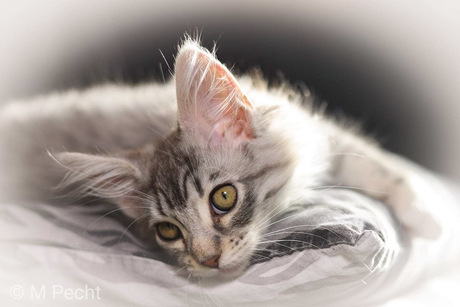 Maine coon kitten Luna