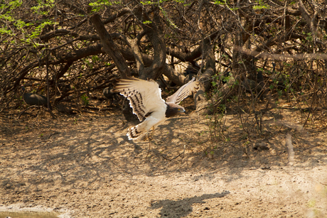 Snake eagle Botswana