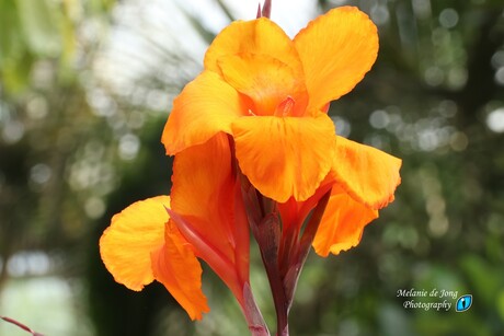 Oranje bloem