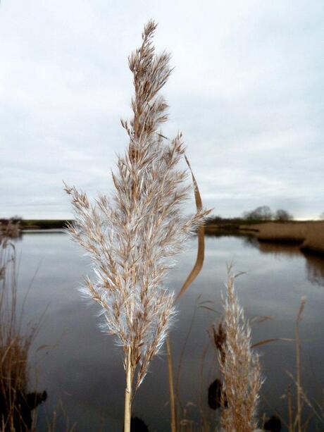 riet net voor de vorst invalt