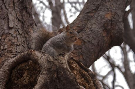 Eekhoorn in Central Park