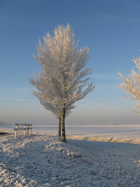 Winter in de Voornse polder