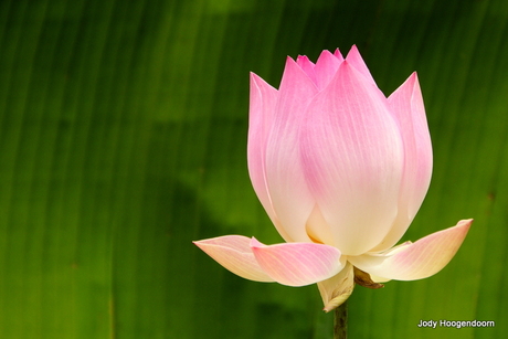 Cambodja 2013 - bloeiende lotus.JPG