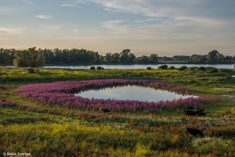 Landschap in Millingerwaard