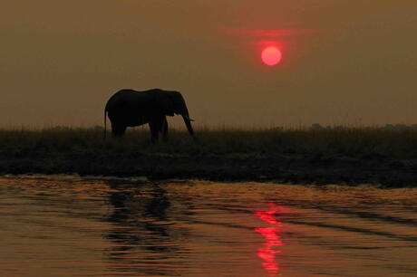 olifant bij ondergaande zon