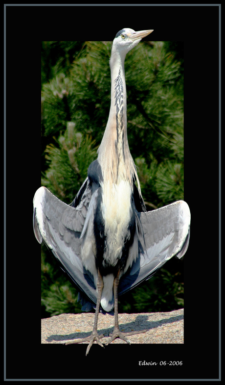 Blauwe Reiger