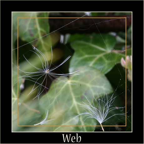 Paardebloem in web