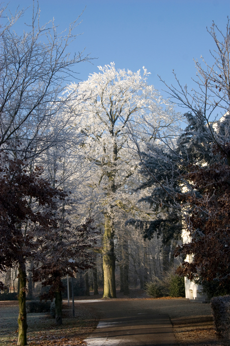 Snowtree