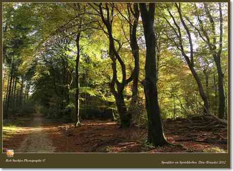 Speulder- en Sprielderbos Drie (Ermelo) 2012