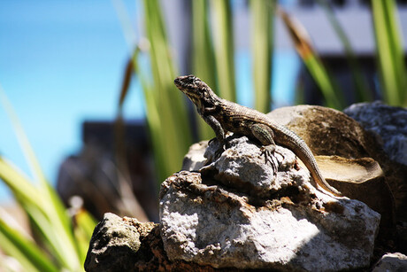 Leguaan in Cuba