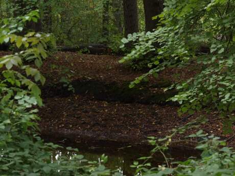 Foto wandeling landgoed fraeylemaborg