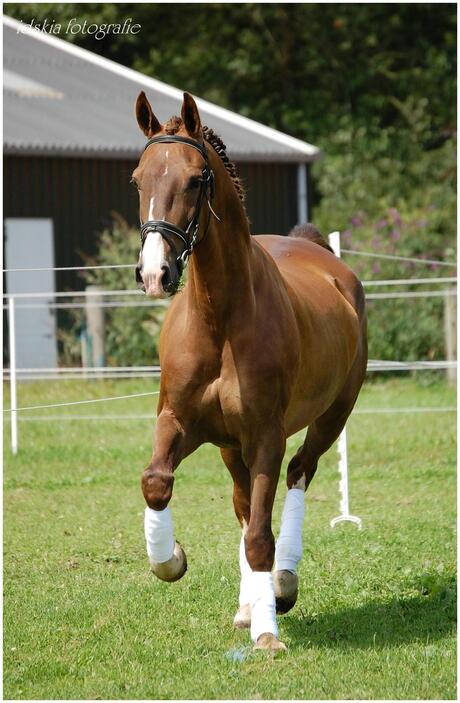 paard in actie