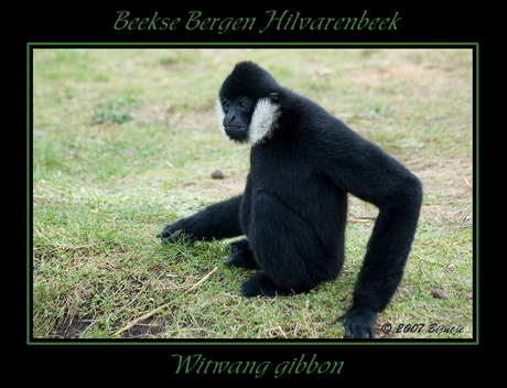 Witwang gibbon 2