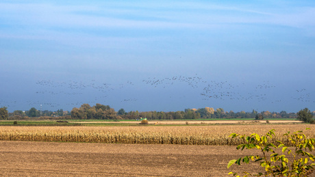 Landschap