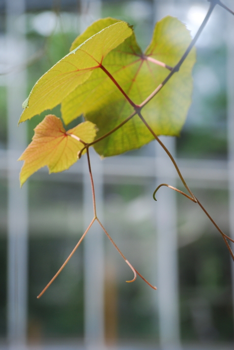 Hortus Amsterdam