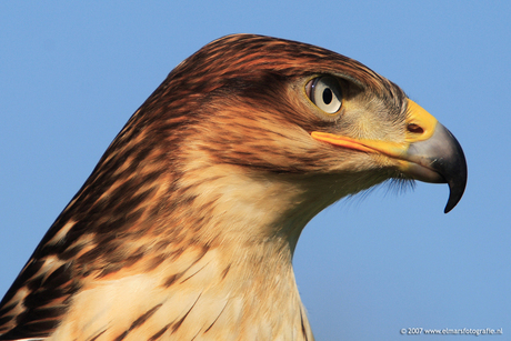 Koningsbuizerd 2