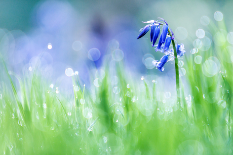 Blue Bells surrounded by magic light and small water droplets