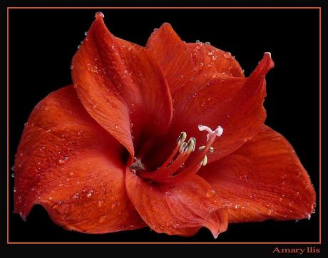 amaryllis 2