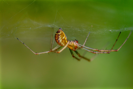 Hanging on