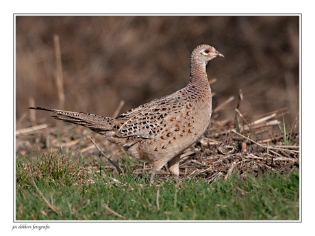 fazanten hen