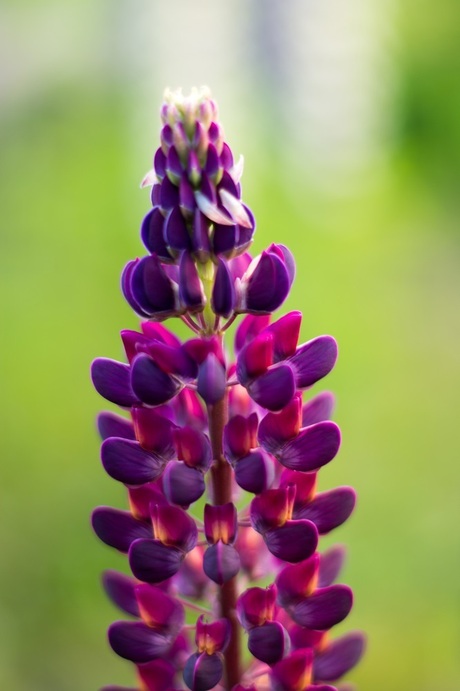 Lupine