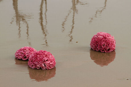 Beach Flowers