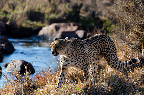 Cheeta op jacht