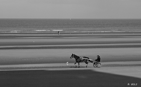 sulky in De -Panne