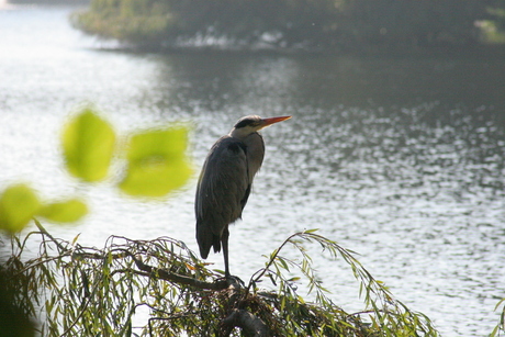 Reiger